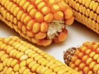 Кукуруза зерно объявление продам