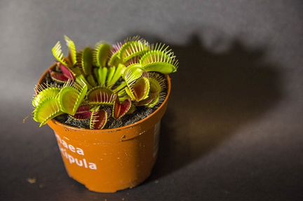 Венерина мухоловка (горшок 9см)