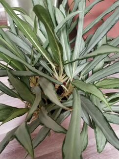 Аглаонема вайт ленс