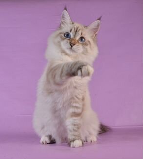 Лучшие из Лучших