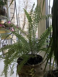 Папоротник