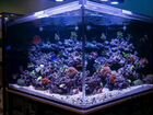 Морские аквариумы объявление продам