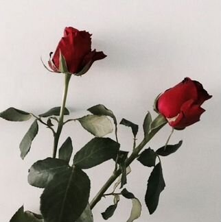 Розы длинные шляпные