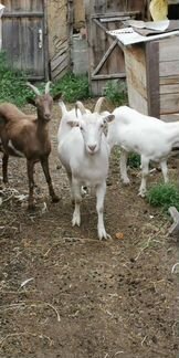Зааненские породистые козы Дойные, молоко не пахне - фотография № 1