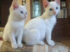 Белоснежные котята с голубыми глазами