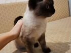 Котёнок в добрые руки бесплатно объявление продам
