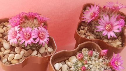 Кактус Mammillaria zeilmanniana n. 162