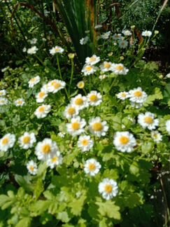 Ромашка,хризантема девичья (Пиретрум) многолетники