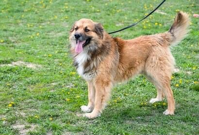 Супер-собака Буран в дар