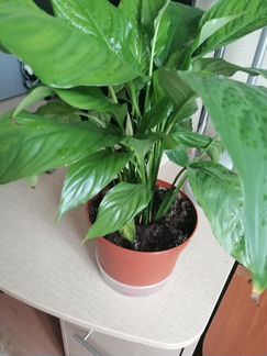 Цветок спатифиллюм