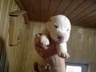 Алабай(Среднеазиатская овчарка) щенки объявление продам