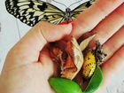 Ферма бабочек- вырасти бабочку сам объявление продам