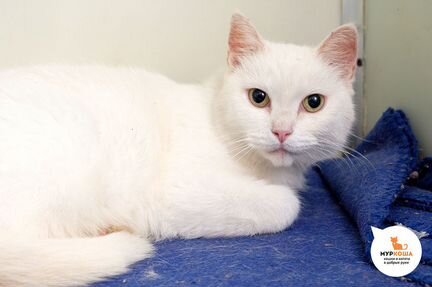 Ласси любит послушать и поговорить