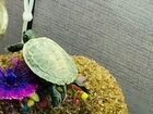 Красноухая черепаха маленькая объявление продам
